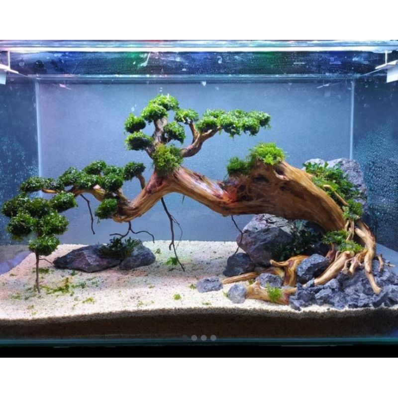 BONSAI DOYONG AQUARIUM AQUASCAPE BONSAI MURAH AQUARIUM AQUASCAPE ELEGAN AQUARIUM
