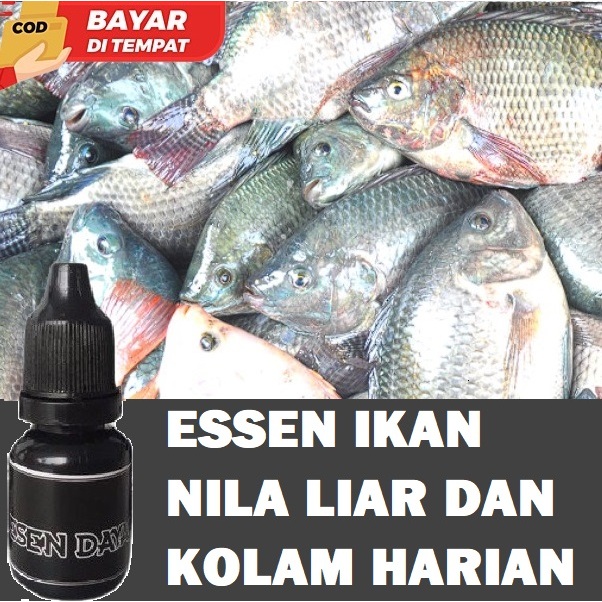 ESSEN DAYAK ESSEN IKAN NILA LIAR DAN KOLAM HARIAN TARGET BABON ORIGINAL TERLARIS
