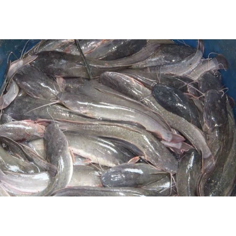 

Ikan Lele segar 500gram