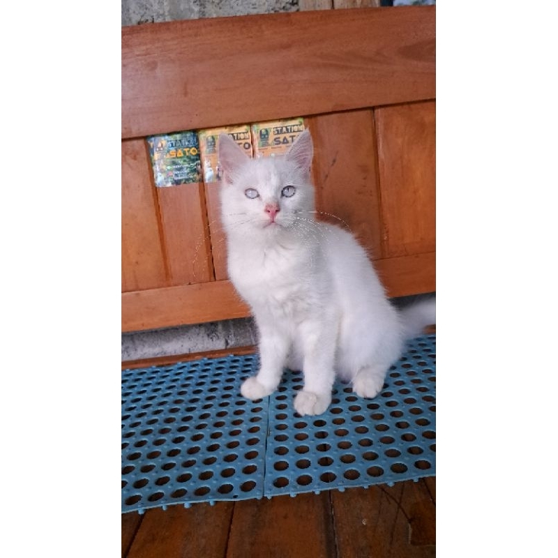 Kitten Persia Medium White Solid