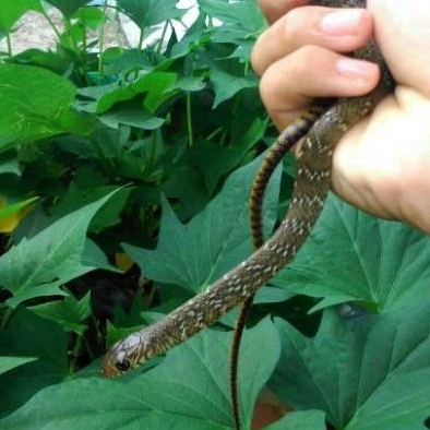 Ptyas Mococus Kecil (Jali)