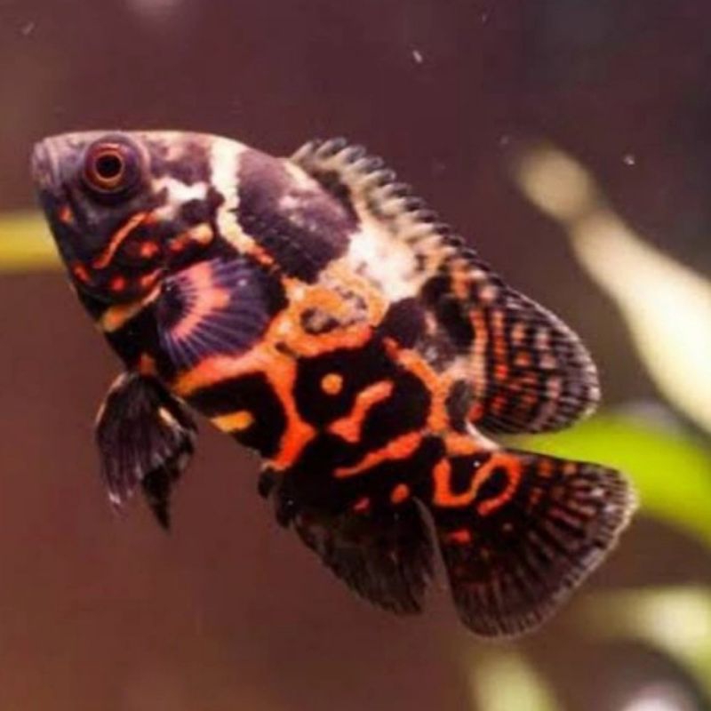 Oscar Batik Baby Anakan Oscar Hiasan Aquarium