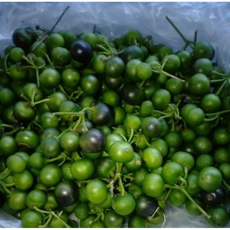 

buah lenca 1kg