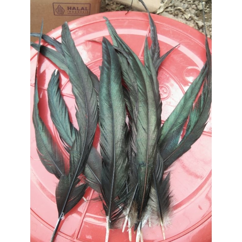 BULU AYAM LANCUR (STANDAR) JAGO PEJANTAN ISI 100 NATURAL HITAM MENGKILAT