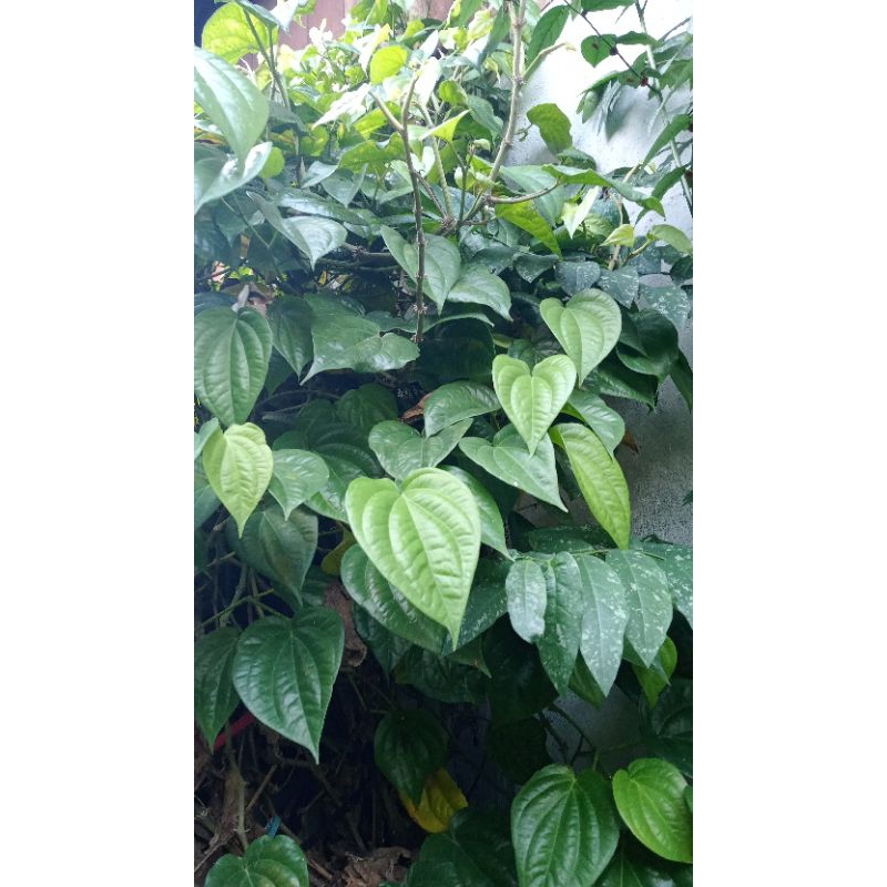 

Daun sirih 100%fresh dari kebun minimal order 10lembar 1 ikat isi 10lembar