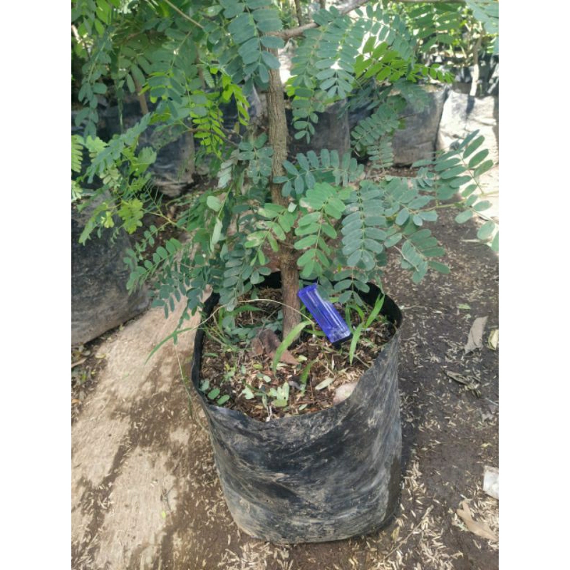 Bahan Bonsai Asem Jawa Batang Besar - Pohon Asam