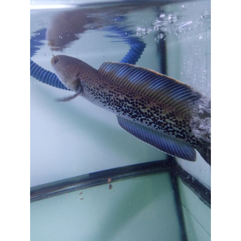 stewarti jumbo 25-26cm gondrong fulldot dikirim sesuai foto dan video kondisi aman