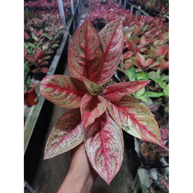 Aglonema red legacy