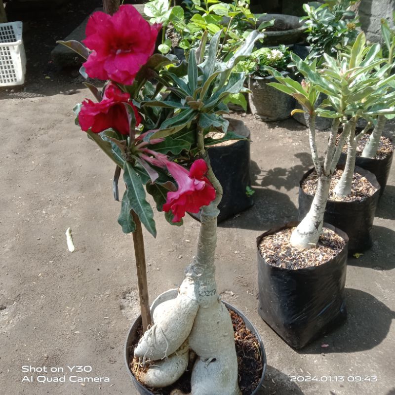 adenium besar bonggol