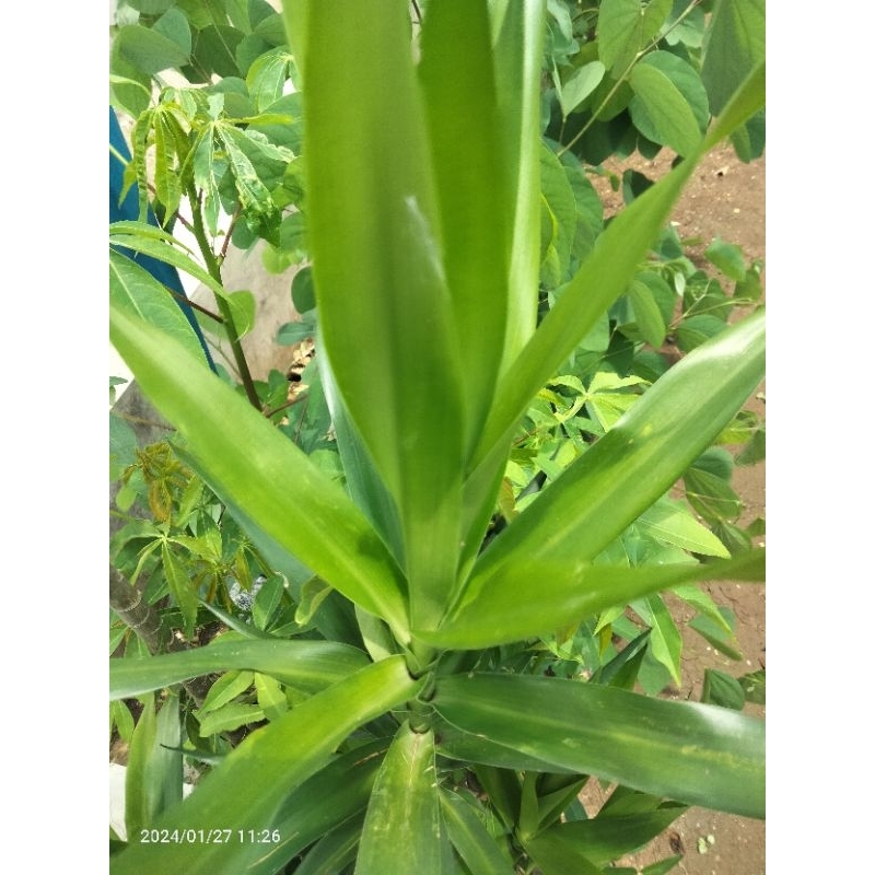 

DAUN SUJI SEGAR HARGA PER IKAT