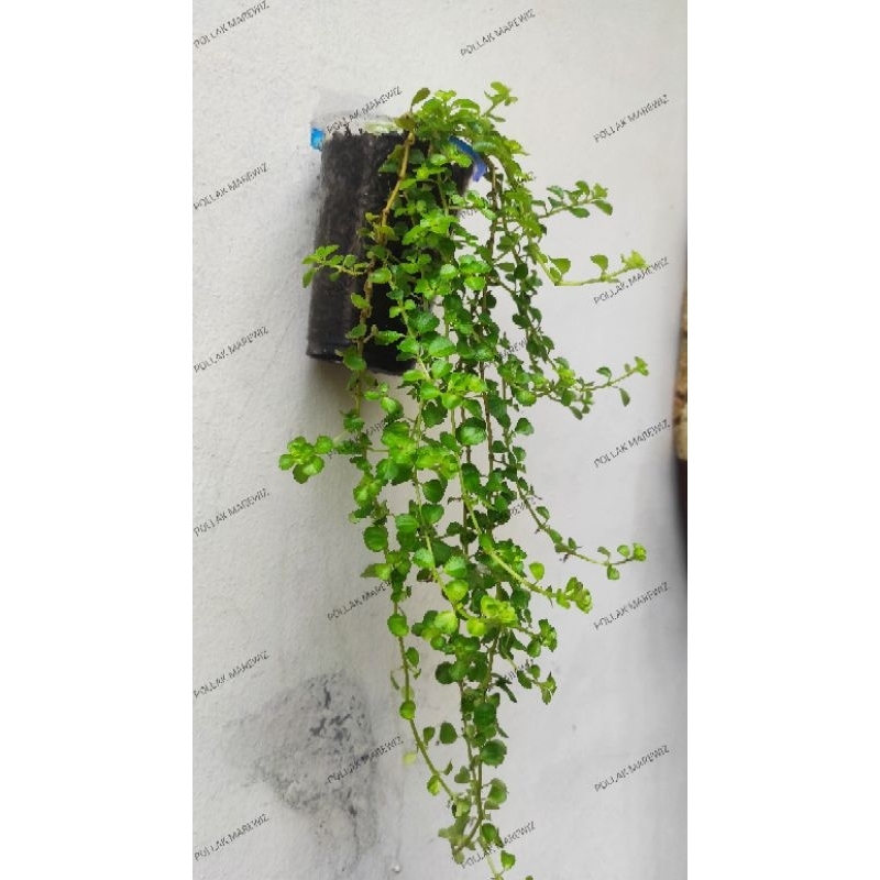 tanaman hias gantung pilea depressa/pilea baby tears