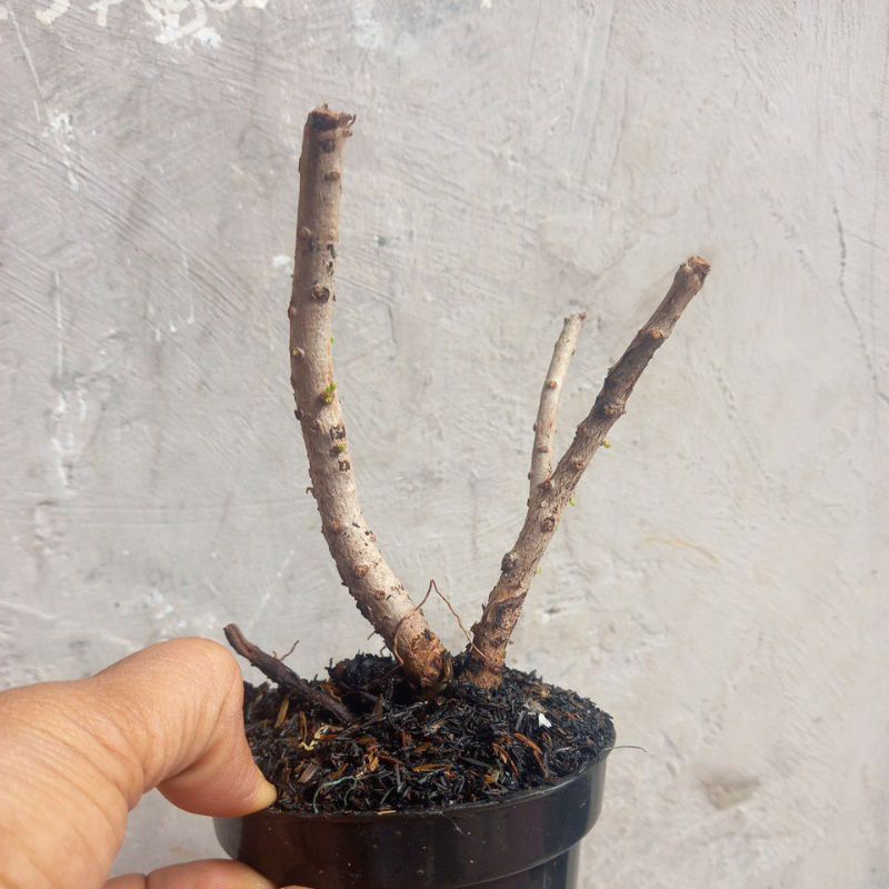 santigi karang dongkelan