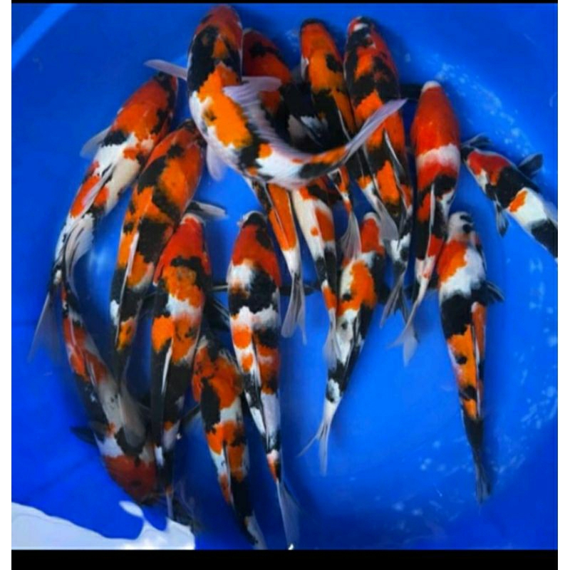 bibit koi blitar isi 8 ekor high quality grade A+