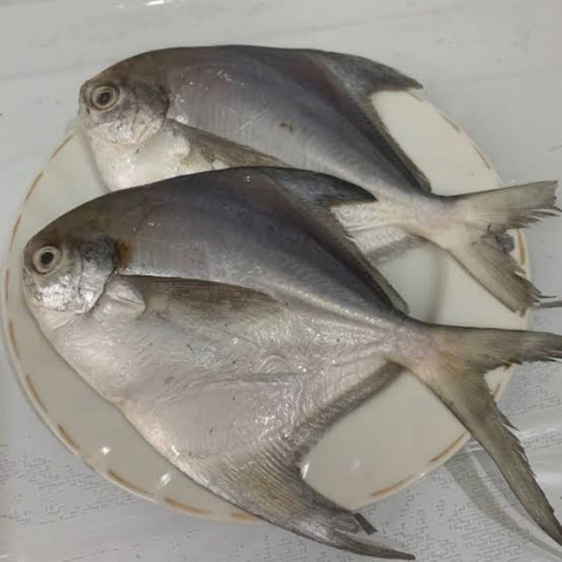 

Ikan bawal / Bawal putih / Bawal hitam / Bawal Bumbu kuning