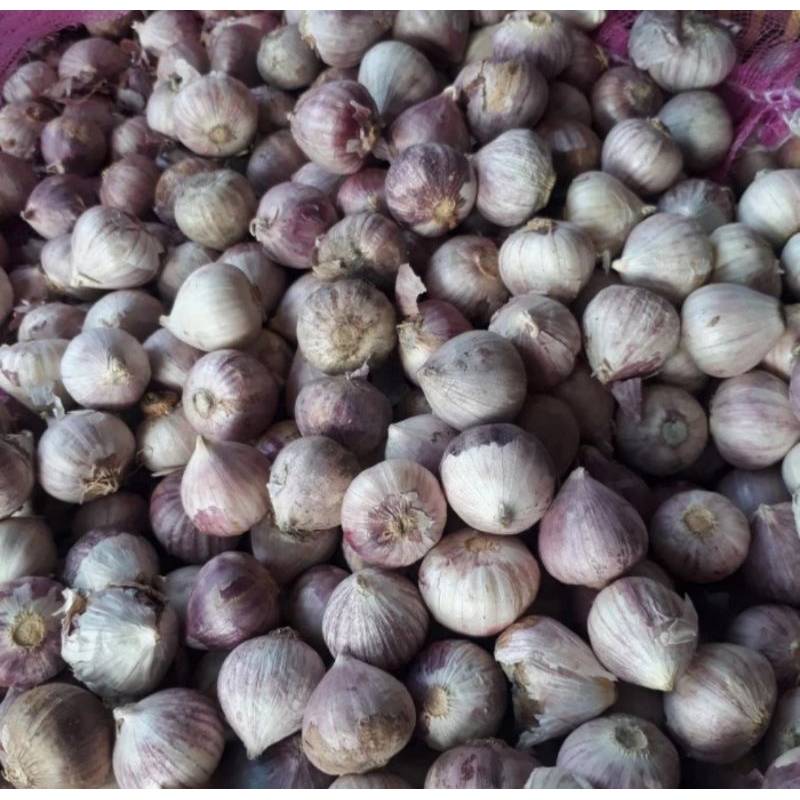 

Bawang putih tunggal 500Gram besar