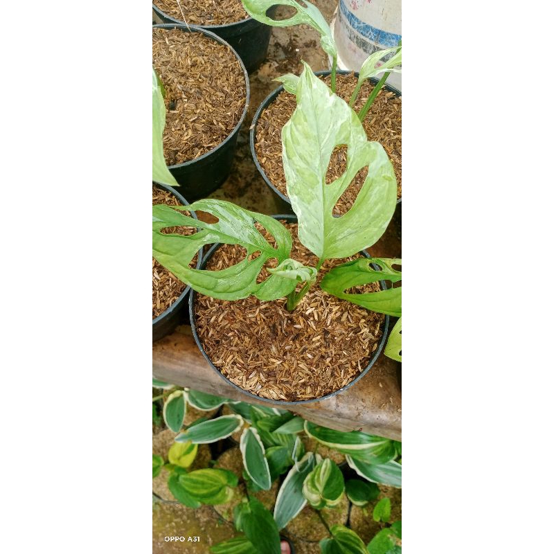 janbol varigata lokal