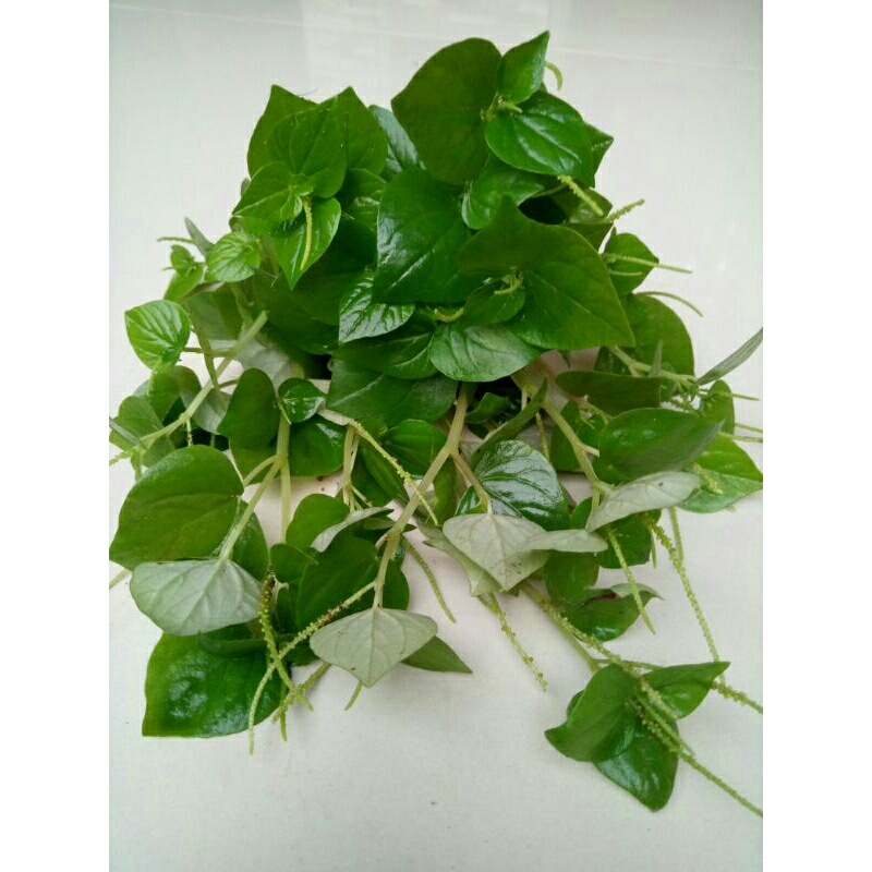 

Daun Sirih Cina segar (Peperomia pellucida) 100gr herbal