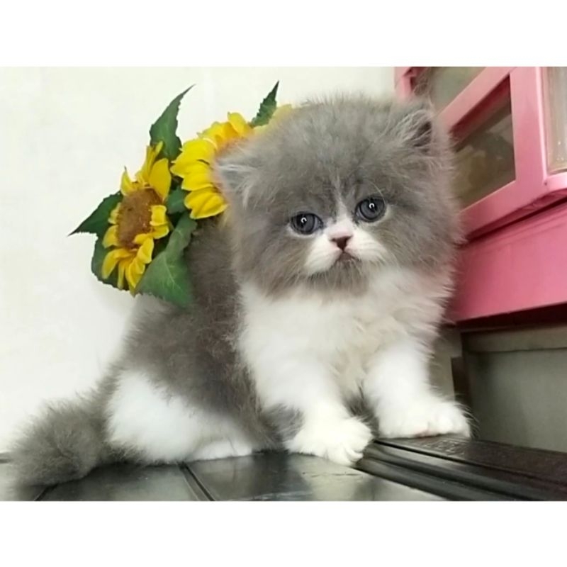 Kitten persia flatnose / Kitten persia peaknose / Kitten persia himalaya