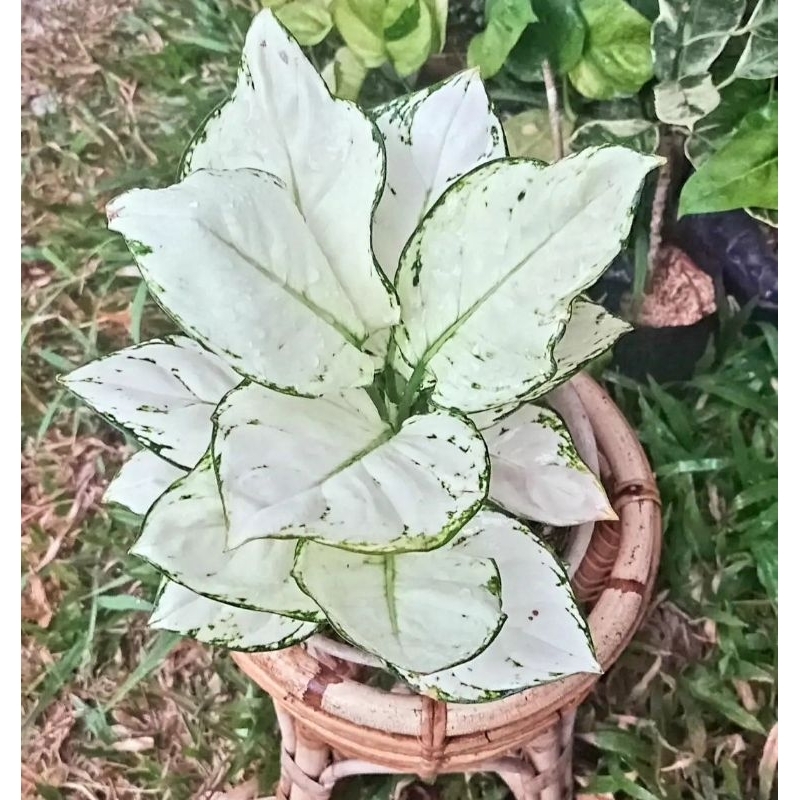 Aglonema Super White Tanaman Hias Bunga Aglaonema Murah Merah BUKAN bonggol bibit - tanaman hias hid