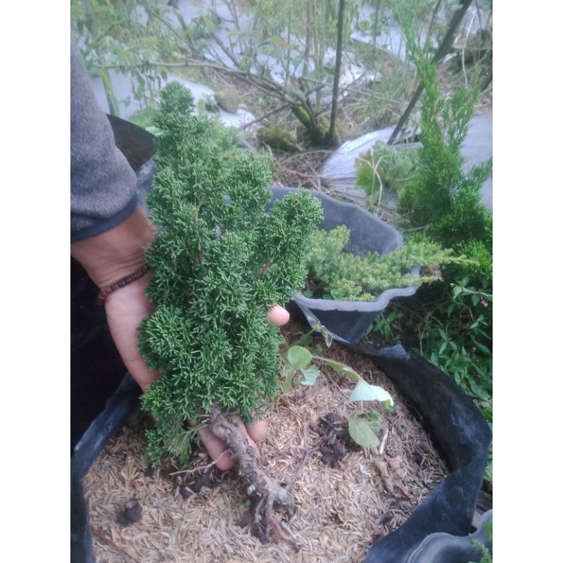 sargenti pingpong kishu