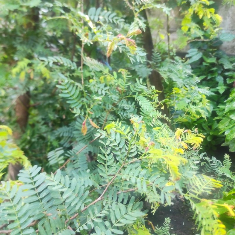 

daun sinom organik