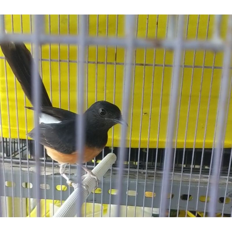 burung murai batu betina siapan