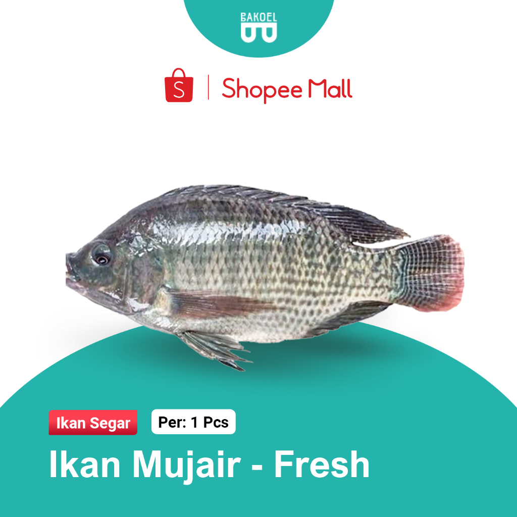

Ikan Mujair