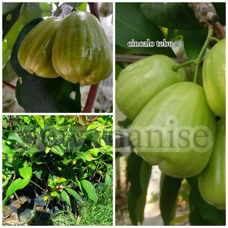 Bibit Jambu Air Cincalo Tebu