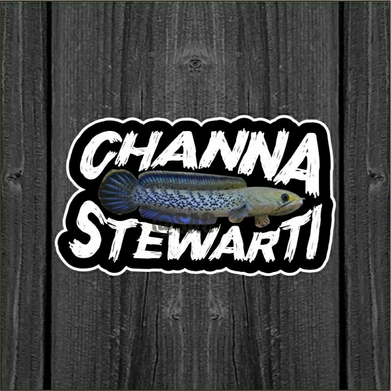 

stiker chana Stewarti 12 - 13 cm