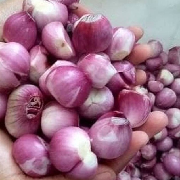 

ART F1N Bawang Merah Brebes Ukuran Sedang Besar 1kg