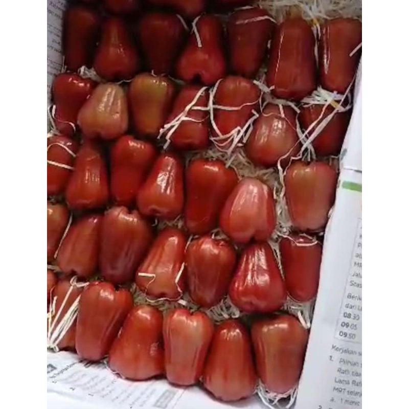JAMBU CITRA | Jambu air | jambu citra dibandung | jambu merah