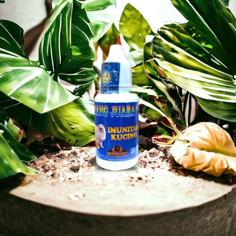 Obat mengatasi keracunan pada kucing