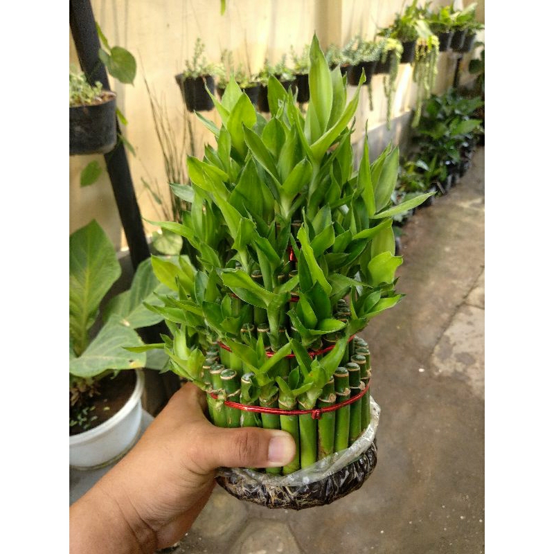 Bibit Tanaman Bambu Hoki Besar