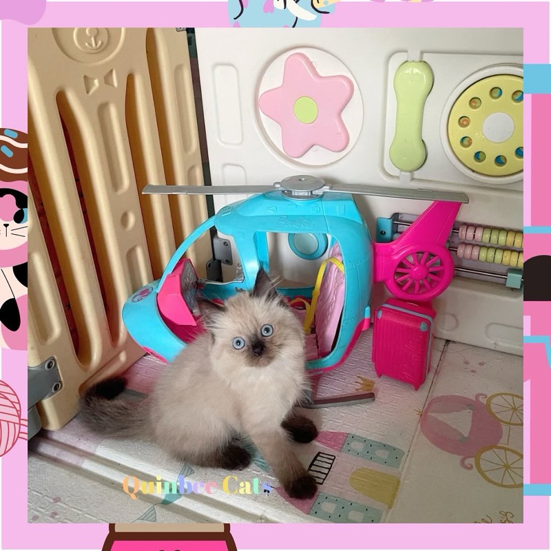 kucing Himalaya  Seal Point  Betina