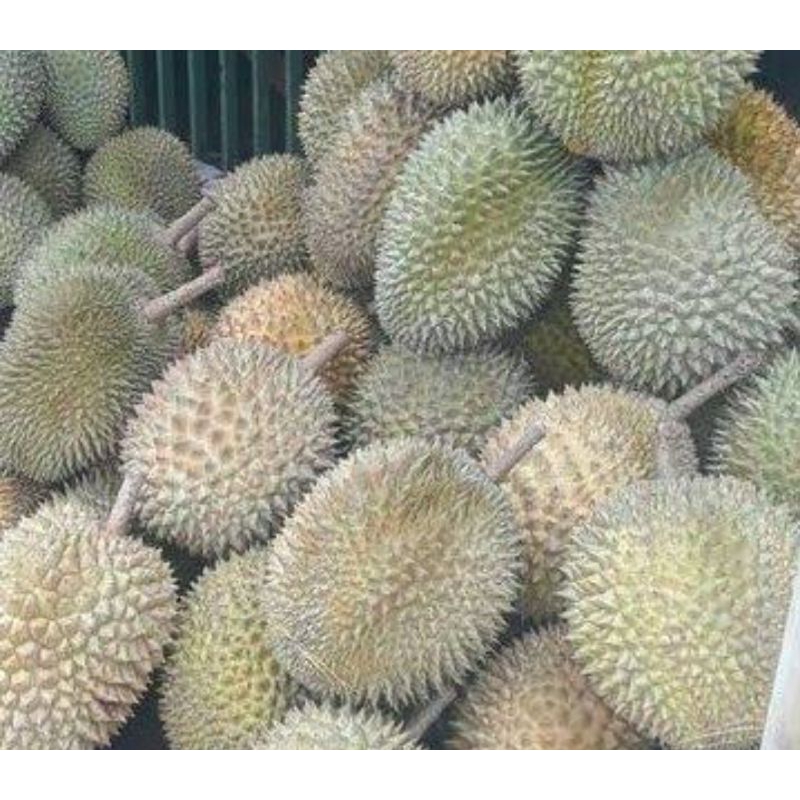 

buah duren super enak