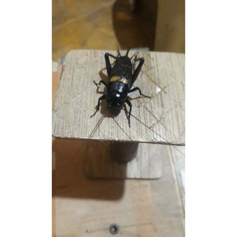 jangkrik aduan  - jangkrik genggong (Tanyakan stok sebelum order)