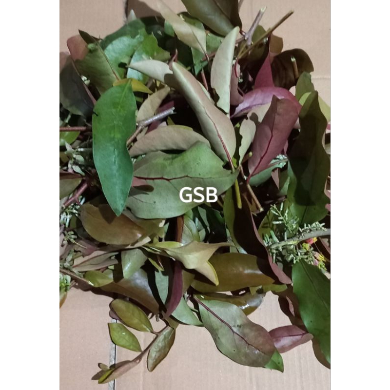

250 gram benalu cengkeh segar original