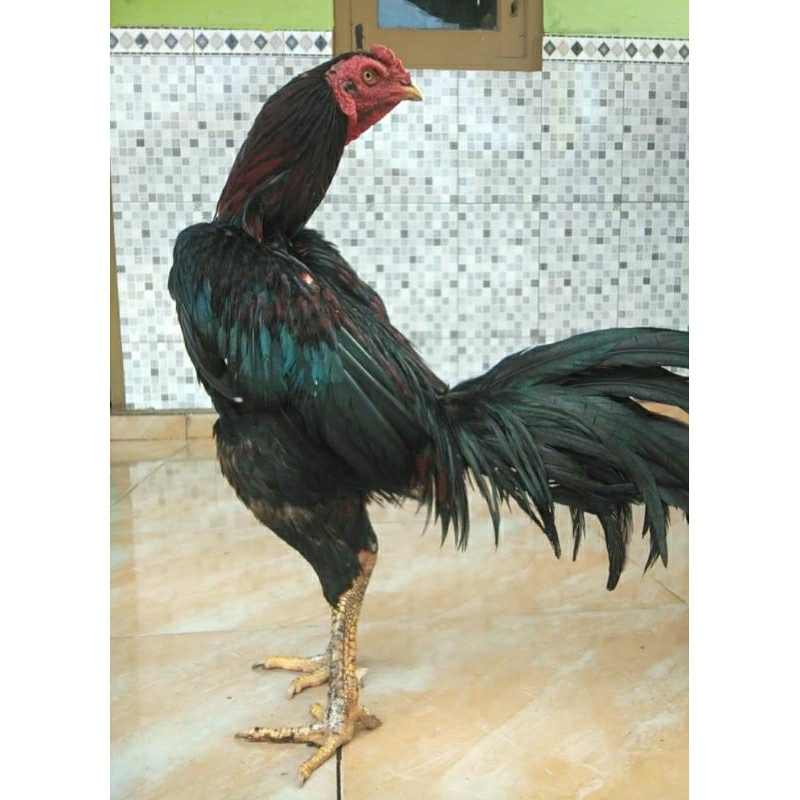 

TELUR DAN ANAKAN AYAM TRAH JUARA BK KLASIK PUKUL KERAS TEHNIK SUPER