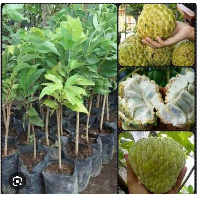 bibit buah srikaya berbuah