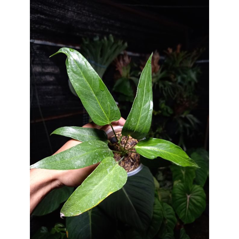 anthurium spectabile