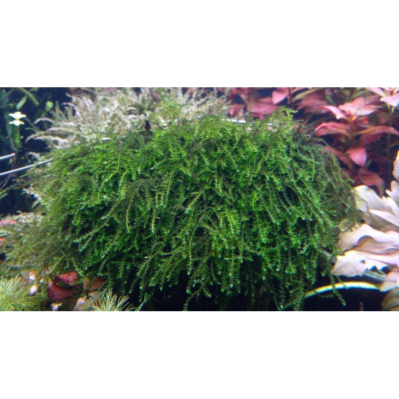 weeping tropica moss