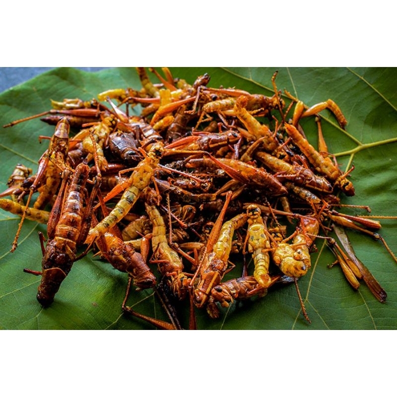 

BELALANG GORENG [BELALANG UTIS & BELALANG KAYU] BERAT -+165GRAM [TOPLES WARNA]