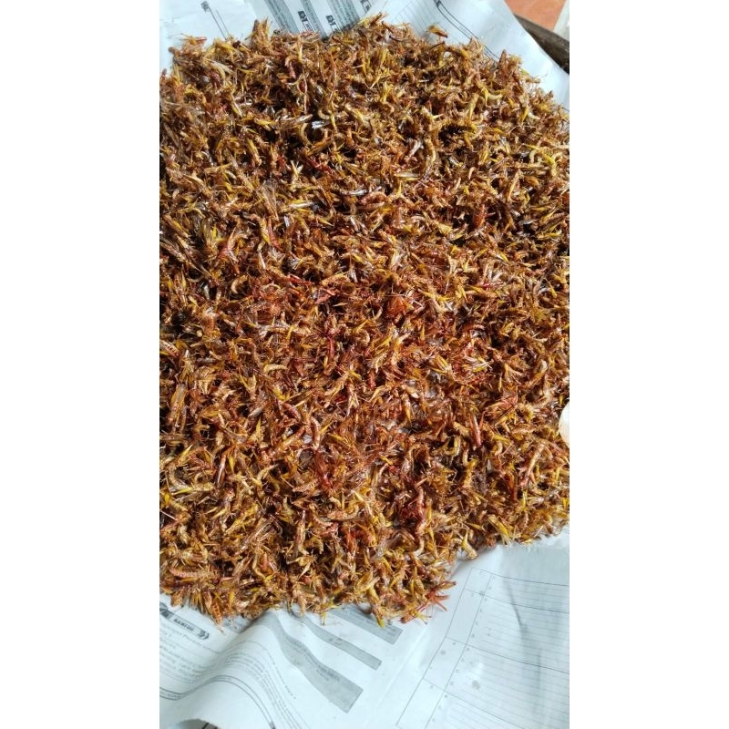 

BELALANG GORENG, BELALANG PADI/UTIS BERAT -+220GRAM [TOPLES SOSIS]
