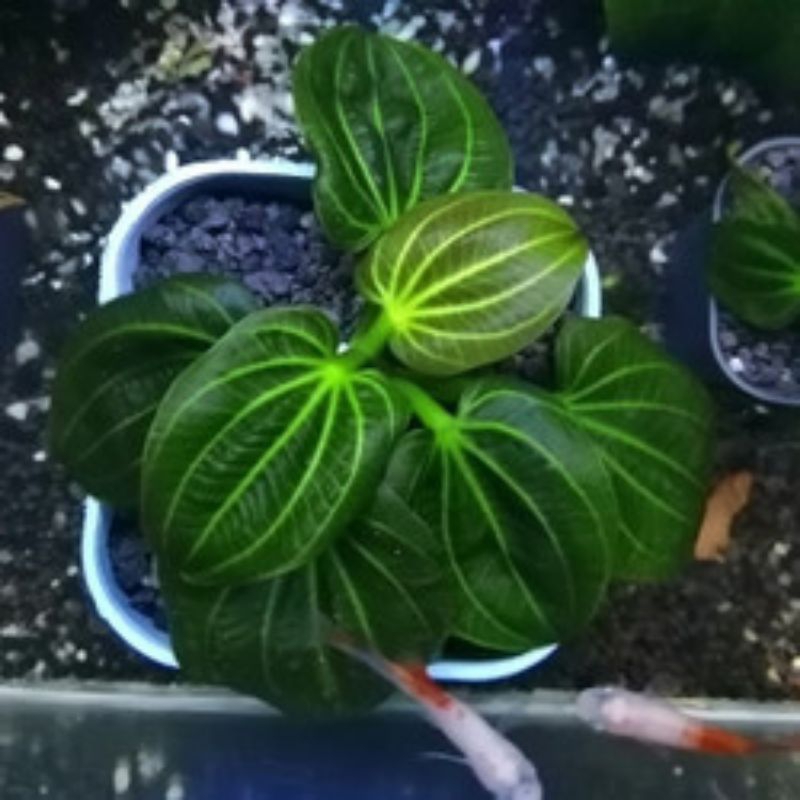 Echinodorus Iguazu 2009 (tanaman aquascape,tanaman air )
