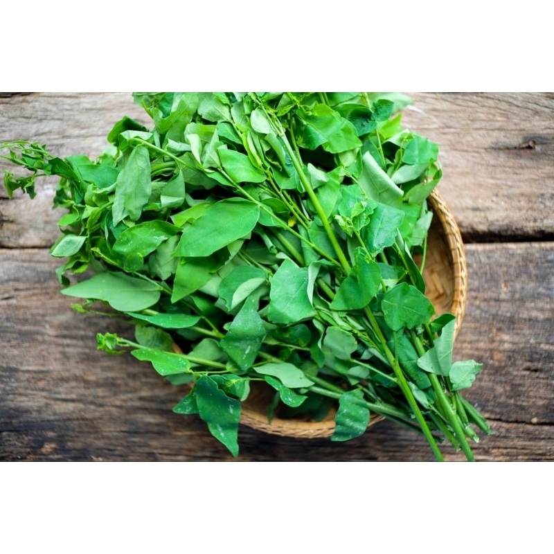 

Daun katuk segar pelancar asi