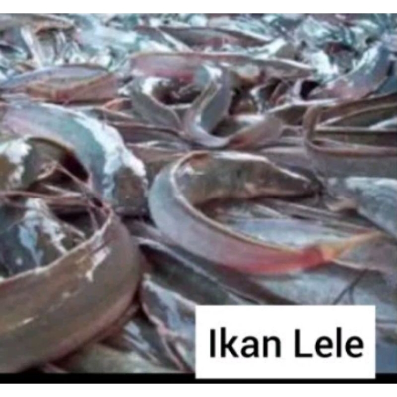 

ikan lele segar 1 kg isi 8 ,30000
