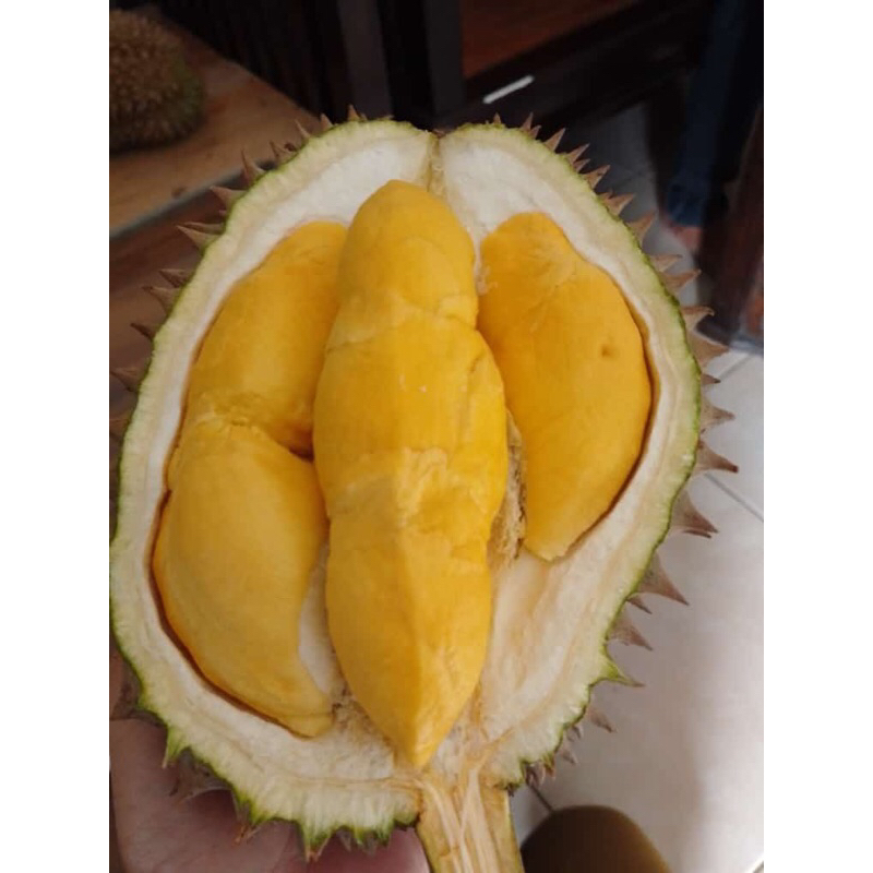 

Durian musangking