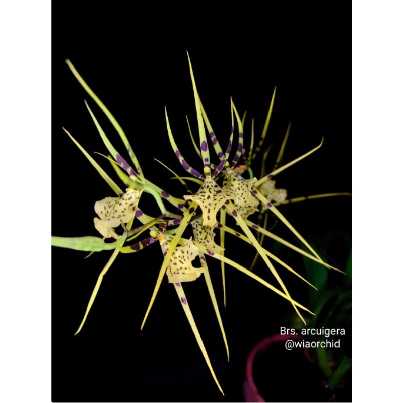 Brassia Arcuigera sp