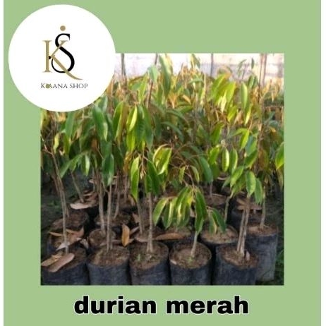 bibit tanaman durian merah/bibit durian merah