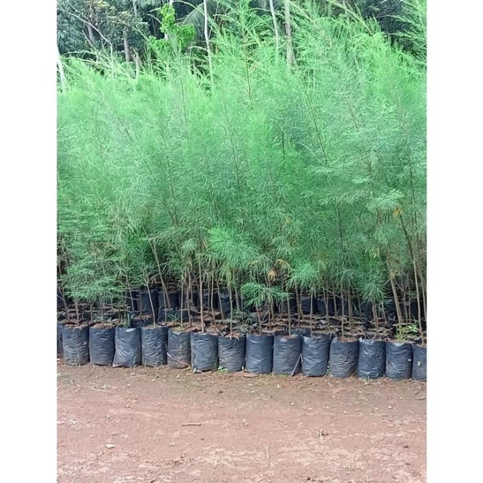 Bibit Cemara Laut / Cemara Udang